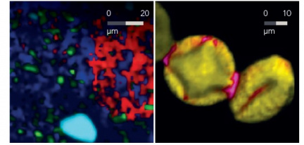 2D Ramanovy mapy zubní pasty (vlevo) a pylu zrna (vpravo)