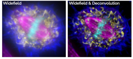 Widefield a dekonvoluce