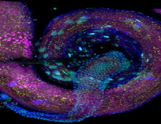 Developmental biology