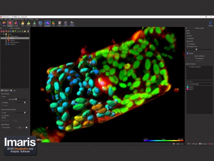 Imaris modul Surpass - prostorová vizualizace