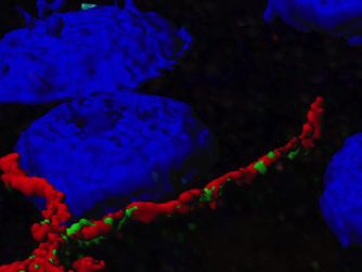 Kolokalizační studie – virové receptory